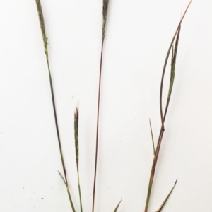 Bothriochloa macra at Hughes, ACT - 3 May 2019 04:00 PM