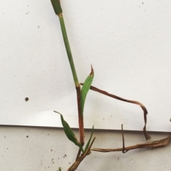 Bothriochloa macra at Hughes, ACT - 3 May 2019