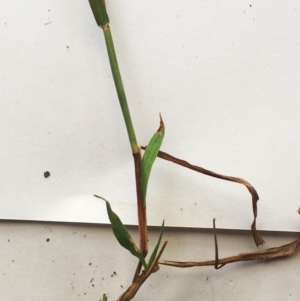 Bothriochloa macra at Hughes, ACT - 3 May 2019 04:00 PM