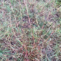 Bothriochloa macra at Hughes, ACT - 3 May 2019 04:00 PM