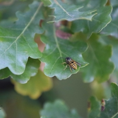 Vespula germanica (European Wasp, German Yellowjacket Wasp) at Amaroo, ACT - 3 May 2019 by RichForshaw