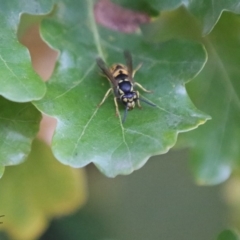 Vespula germanica at Amaroo, ACT - 3 May 2019 06:12 PM