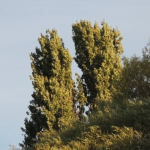 Populus nigra at Paddys River, ACT - 12 Mar 2019 07:51 PM