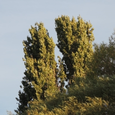 Populus nigra (Lombardy Poplar) at Paddys River, ACT - 12 Mar 2019 by MichaelBedingfield