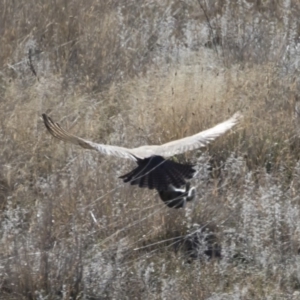 Falco berigora at Michelago, NSW - 28 Apr 2019