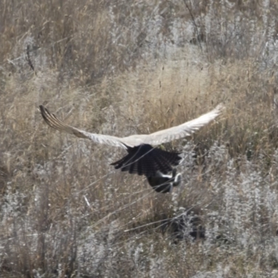 Falco berigora (Brown Falcon) at Illilanga & Baroona - 28 Apr 2019 by Illilanga