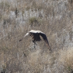 Falco berigora at Michelago, NSW - 28 Apr 2019