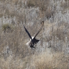 Falco berigora at Michelago, NSW - 28 Apr 2019