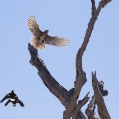 Falco berigora at Michelago, NSW - 28 Apr 2019