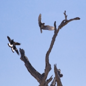 Falco berigora at Michelago, NSW - 28 Apr 2019