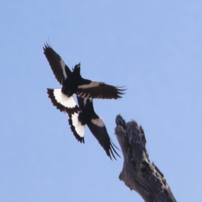 Gymnorhina tibicen (Australian Magpie) at Michelago, NSW - 28 Apr 2019 by Illilanga