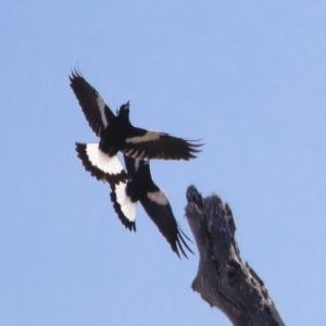 Gymnorhina tibicen at Michelago, NSW - 28 Apr 2019