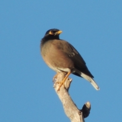 Acridotheres tristis (Common Myna) at Chisholm, ACT - 26 Apr 2019 by MichaelBedingfield