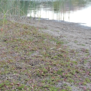 Ludwigia palustris at Tuggeranong DC, ACT - 12 Mar 2019 08:17 PM