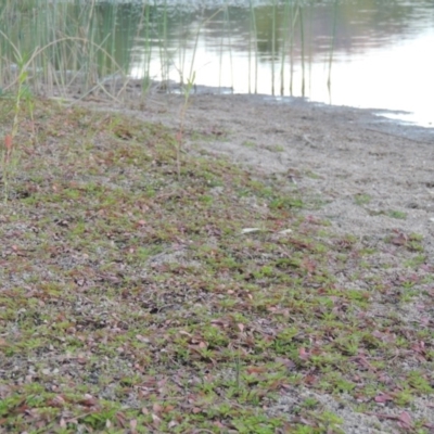 Ludwigia palustris (Marsh Purslane) at Tuggeranong DC, ACT - 12 Mar 2019 by michaelb