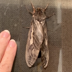 Abantiades atripalpis at Nanima, NSW - 3 May 2019 09:28 PM