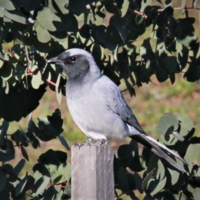 Coracina novaehollandiae (Black-faced Cuckooshrike) at Harrison, ACT - 4 May 2019 by davobj