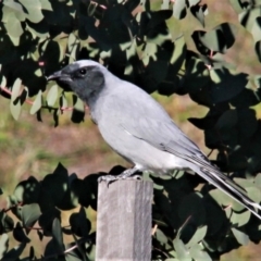 Coracina novaehollandiae at Harrison, ACT - 4 May 2019