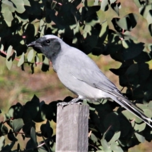 Coracina novaehollandiae at Harrison, ACT - 4 May 2019 10:11 AM