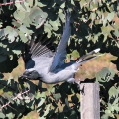 Coracina novaehollandiae at Harrison, ACT - 4 May 2019 10:11 AM