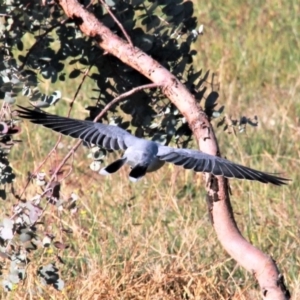 Coracina novaehollandiae at Harrison, ACT - 4 May 2019