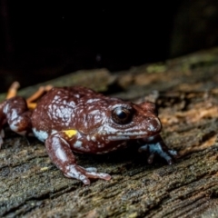 Pseudophryne bibronii (Bibron's Toadlet) at Uriarra Village, ACT - 3 May 2019 by TyrieStarrs