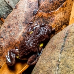 Pseudophryne bibronii at Uriarra Village, ACT - 3 May 2019