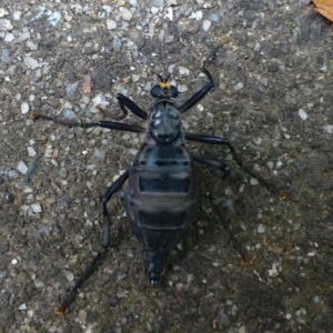 Boreoides subulatus at O'Connor, ACT - 4 May 2019 06:41 AM