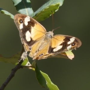 Heteronympha merope at Molonglo Valley, ACT - 4 May 2019 12:30 PM