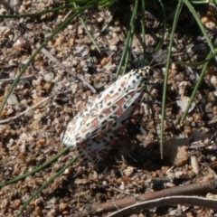 Utetheisa pulchelloides (Heliotrope Moth) at Theodore, ACT - 4 May 2019 by owenh