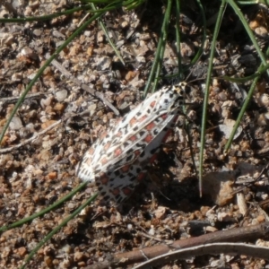 Utetheisa pulchelloides at Theodore, ACT - 4 May 2019