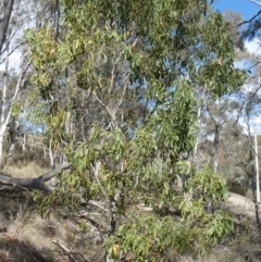 Acacia implexa (Hickory Wattle, Lightwood) at Theodore, ACT - 4 May 2019 by Owen