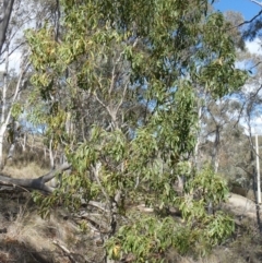 Acacia implexa (Hickory Wattle, Lightwood) at Theodore, ACT - 4 May 2019 by owenh