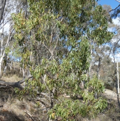 Acacia implexa (Hickory Wattle, Lightwood) at Theodore, ACT - 4 May 2019 by owenh