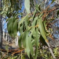 Acacia implexa at Theodore, ACT - 4 May 2019