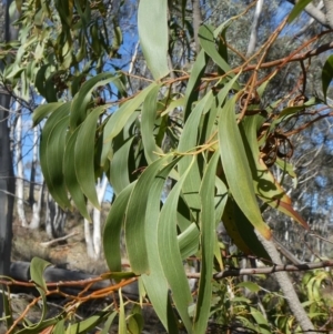 Acacia implexa at Theodore, ACT - 4 May 2019