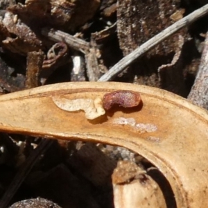 Acacia implexa at Theodore, ACT - 4 May 2019