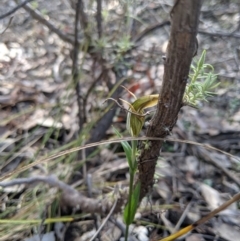 Diplodium laxum (Antelope greenhood) at Jerrabomberra, NSW - 4 May 2019 by MattM