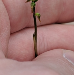 Corunastylis clivicola at Jerrabomberra, NSW - suppressed