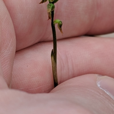 Corunastylis clivicola (Rufous midge orchid) at Mount Jerrabomberra - 4 May 2019 by MattM