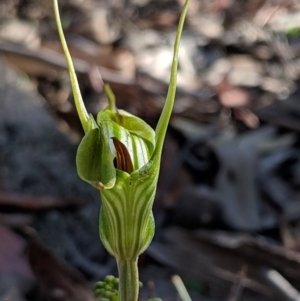 Diplodium laxum at Jerrabomberra, NSW - suppressed