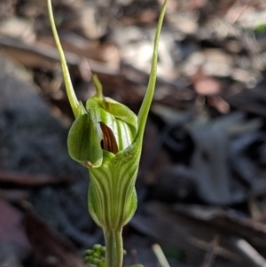 Diplodium laxum at Jerrabomberra, NSW - 4 May 2019