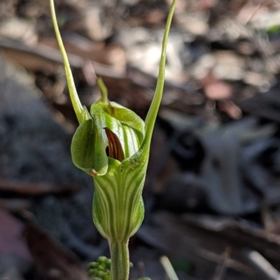 Diplodium laxum (Antelope greenhood) at Jerrabomberra, NSW - 4 May 2019 by MattM