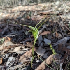 Diplodium laxum at Jerrabomberra, NSW - suppressed