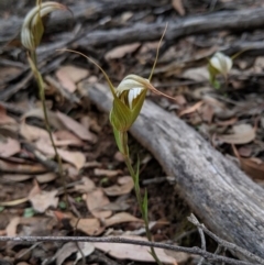 Diplodium ampliatum (Large Autumn Greenhood) at Jerrabomberra, NSW - 4 May 2019 by MattM