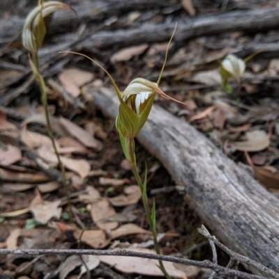 Diplodium ampliatum (Large Autumn Greenhood) at Mount Jerrabomberra QP - 4 May 2019 by MattM