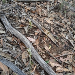 Diplodium ampliatum at Jerrabomberra, NSW - 4 May 2019