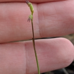 Corunastylis clivicola (Rufous midge orchid) at Jerrabomberra, NSW - 4 May 2019 by MattM