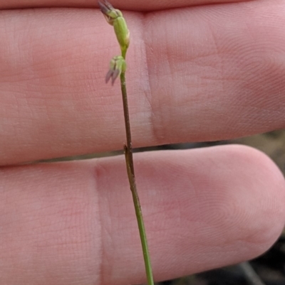 Corunastylis clivicola (Rufous midge orchid) at Mount Jerrabomberra QP - 4 May 2019 by MattM