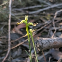 Corunastylis cornuta (Horned Midge Orchid) at Mount Jerrabomberra QP - 4 May 2019 by MattM